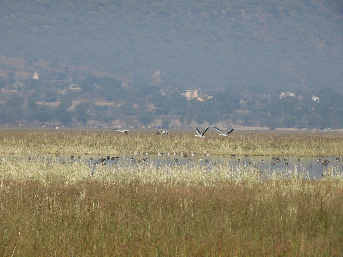 Bar-headed Goose - ML646962163