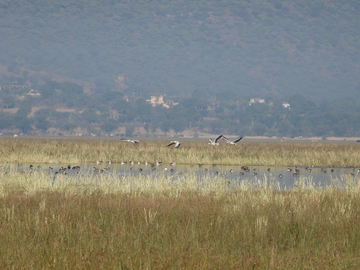 Bar-headed Goose - ML646962164