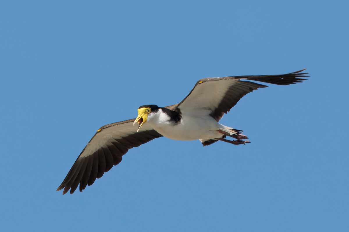 Masked Lapwing - ML646962165