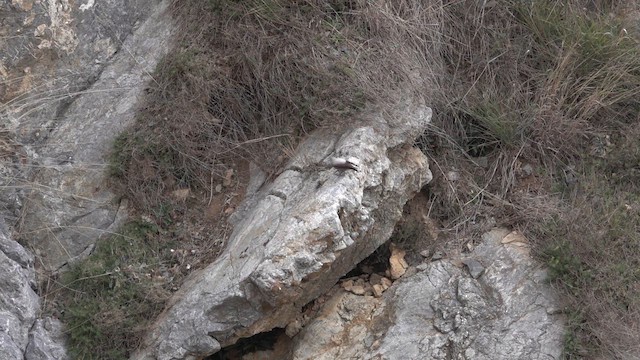 Wallcreeper - ML646962166