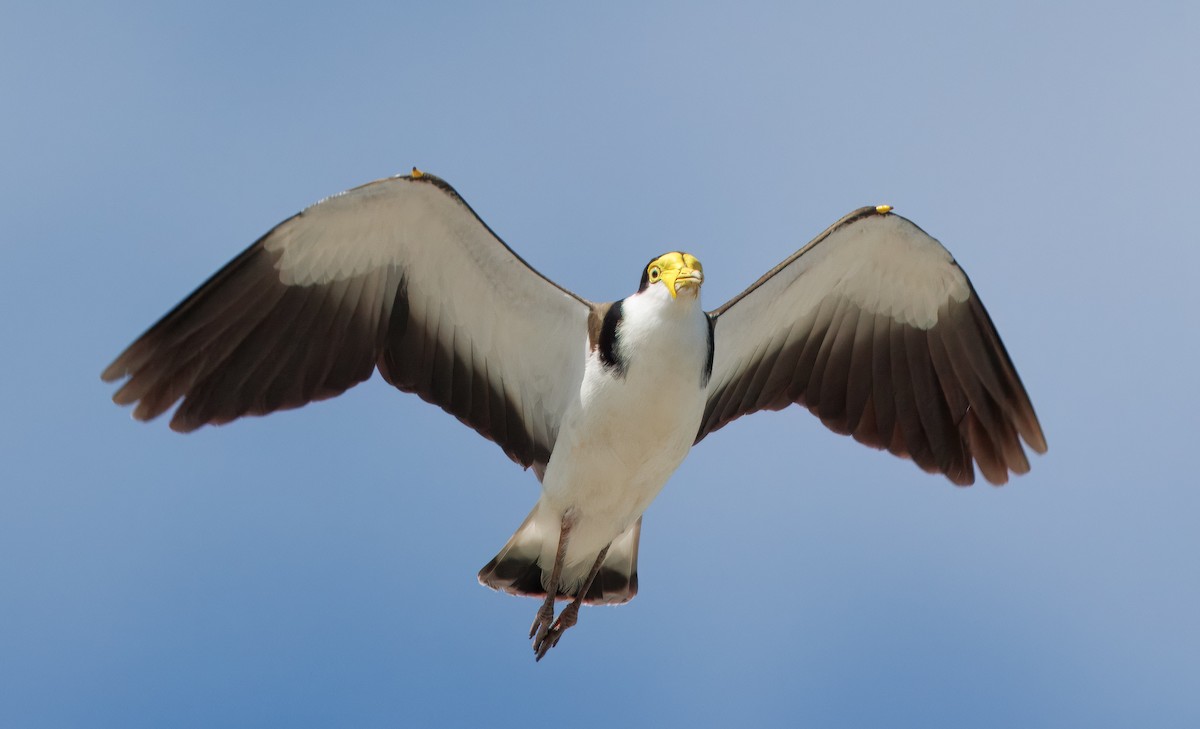 Masked Lapwing - ML646962167