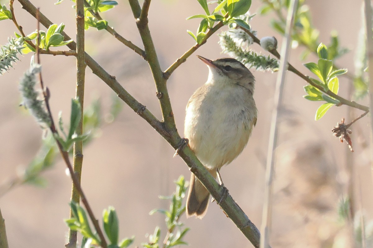 Sedge Warbler - ML646962170