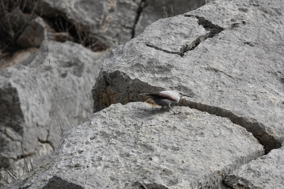 Wallcreeper - ML646962171
