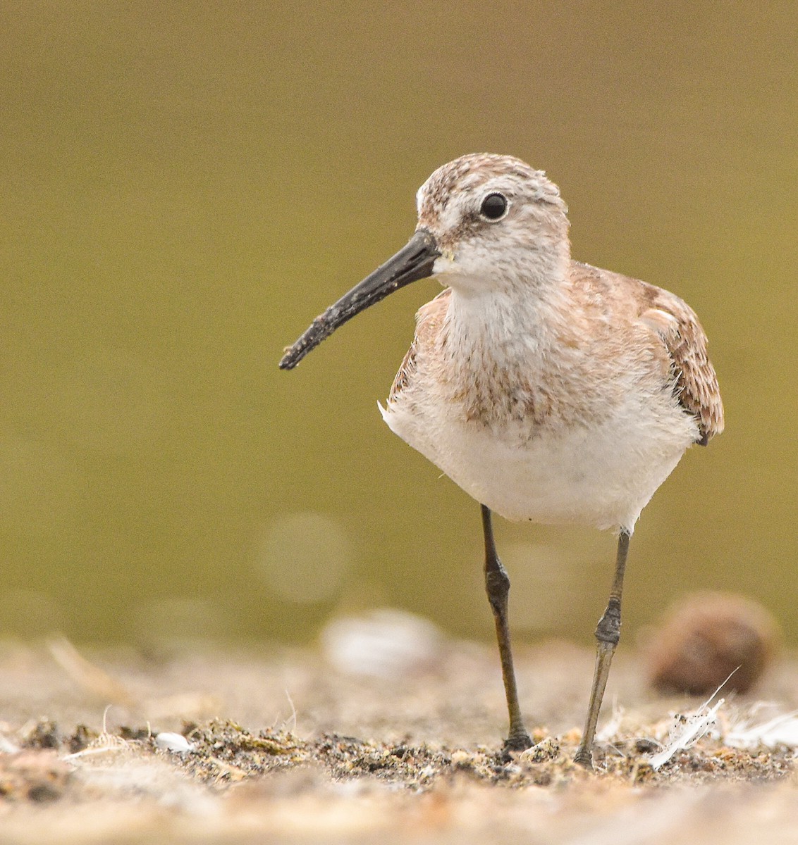 Bécasseau cocorli - ML646962172