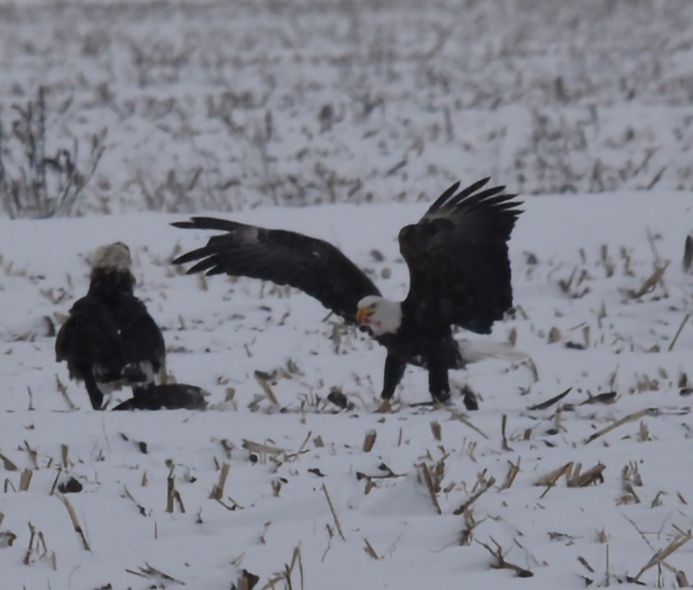 Bald Eagle - ML646962173
