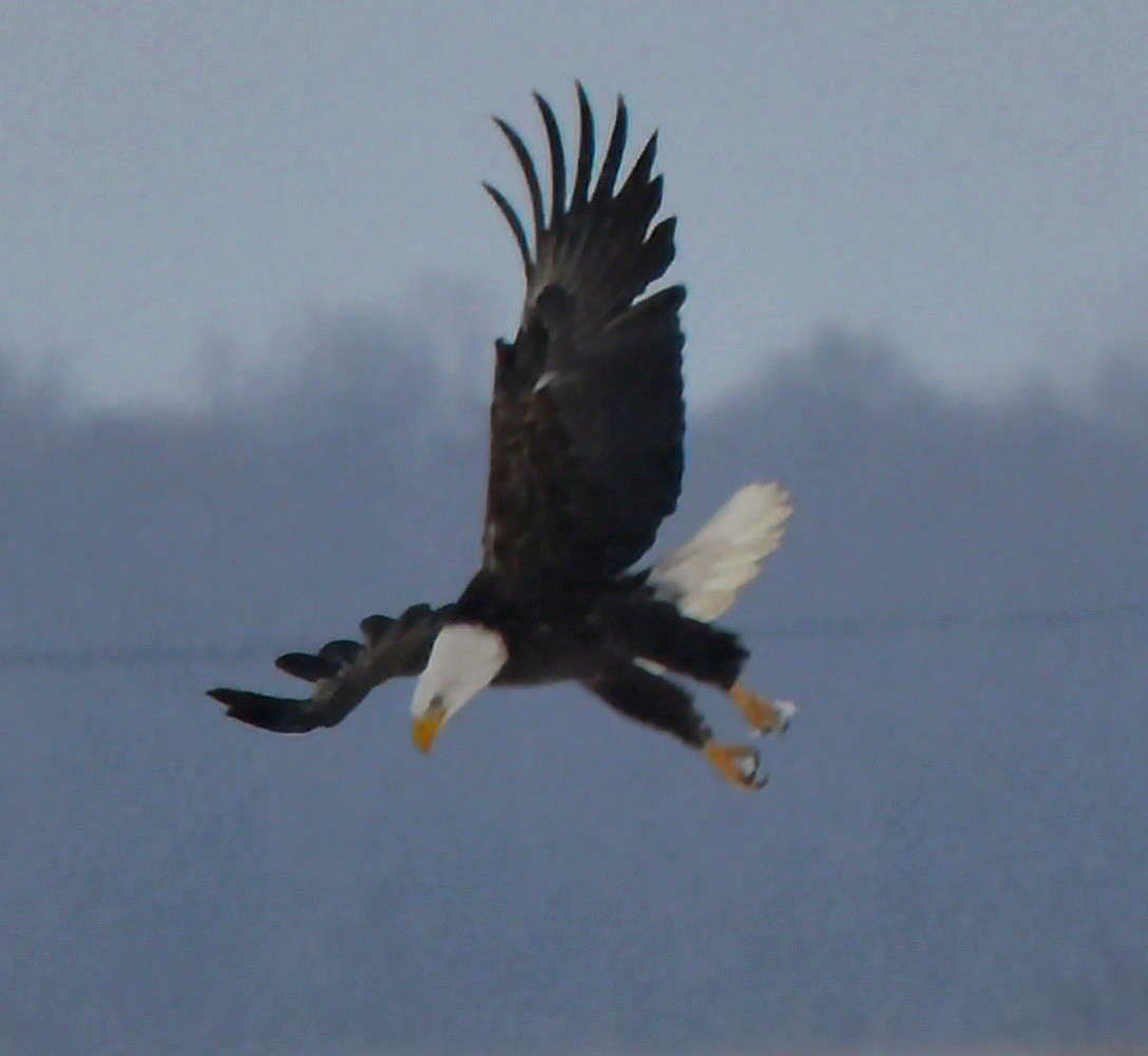 Bald Eagle - ML646962174