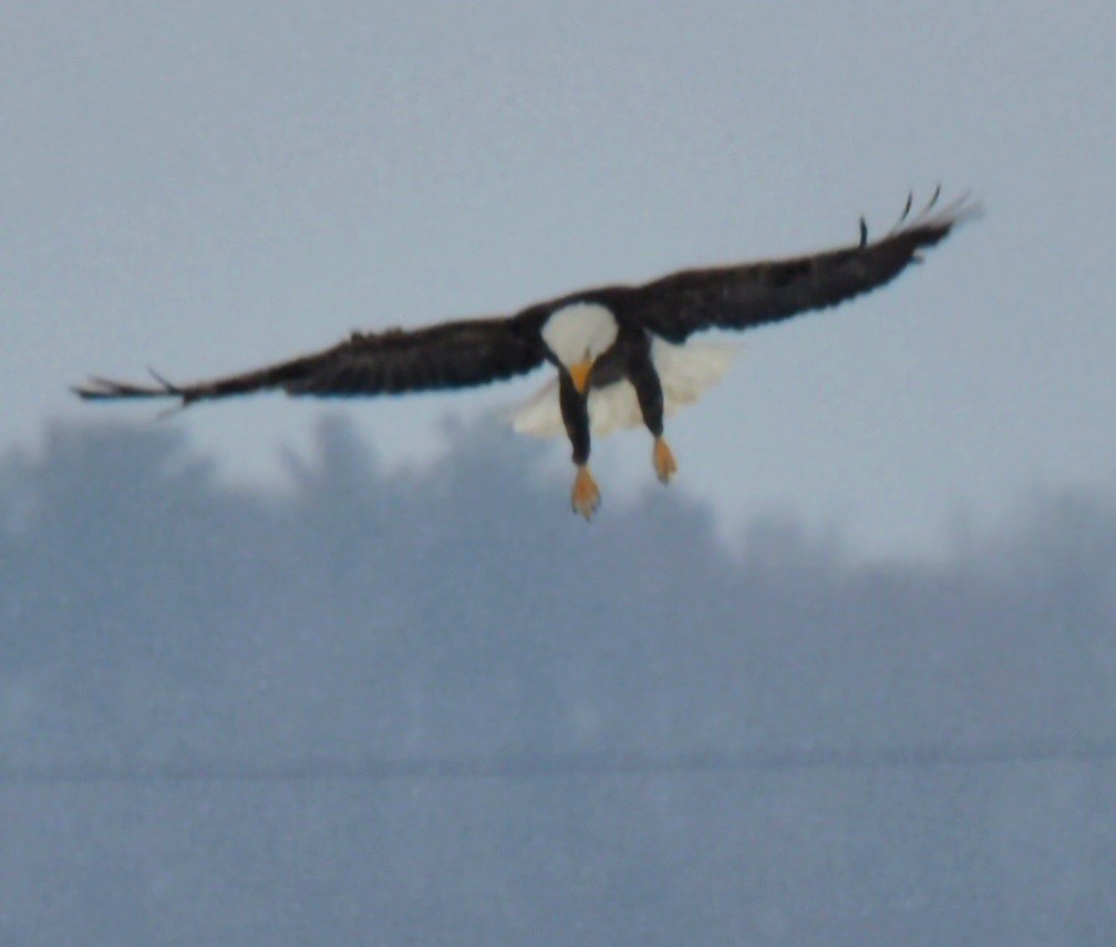 Bald Eagle - ML646962175