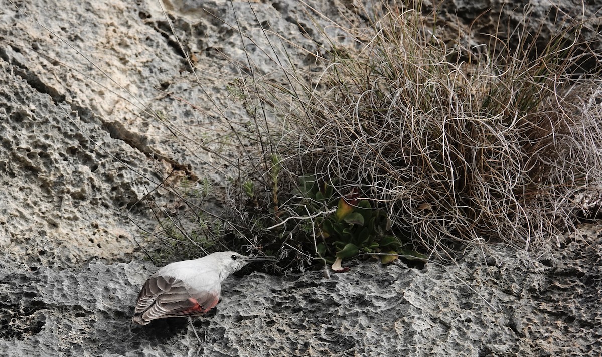 Wallcreeper - ML646962176