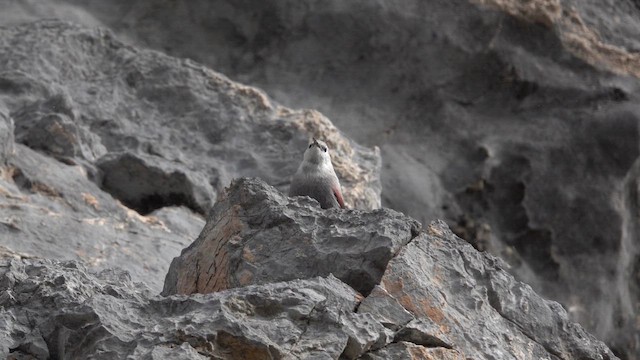 Wallcreeper - ML646962178