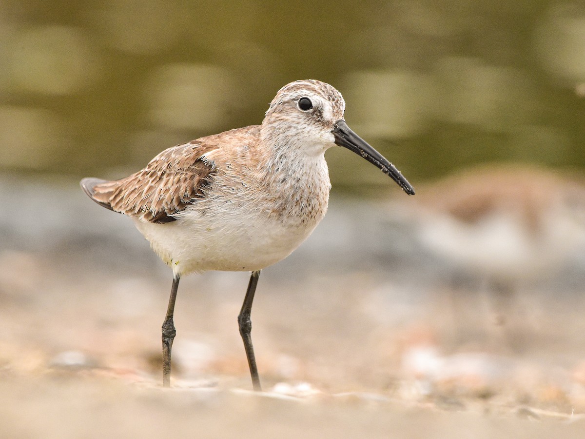 Bécasseau cocorli - ML646962179