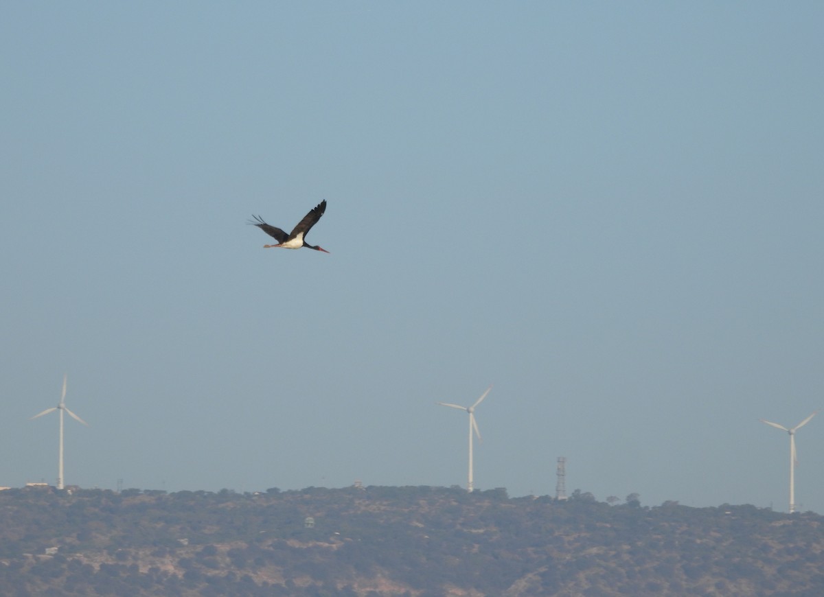 Black Stork - ML646962180
