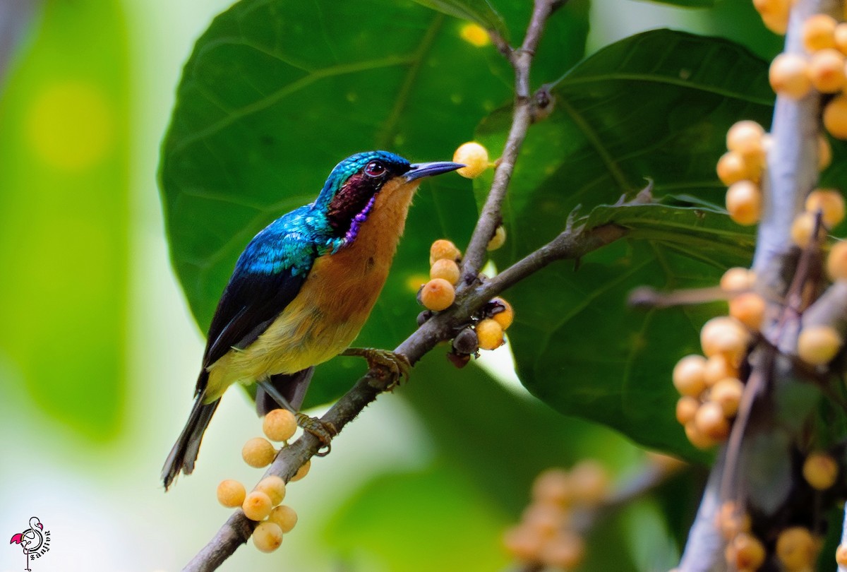 Ruby-cheeked Sunbird - ML646962181