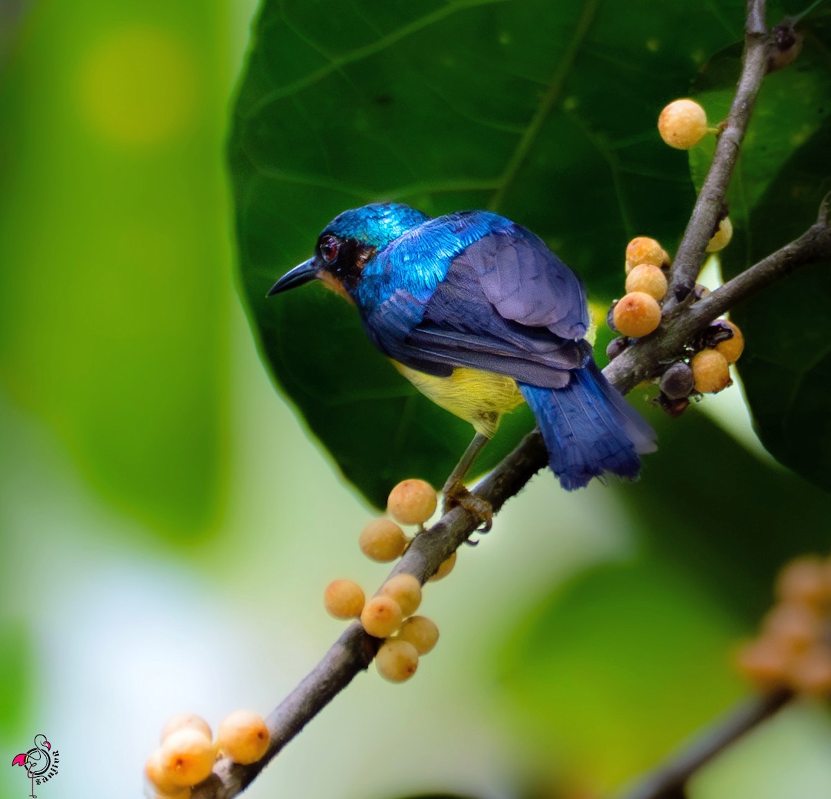 Ruby-cheeked Sunbird - ML646962182