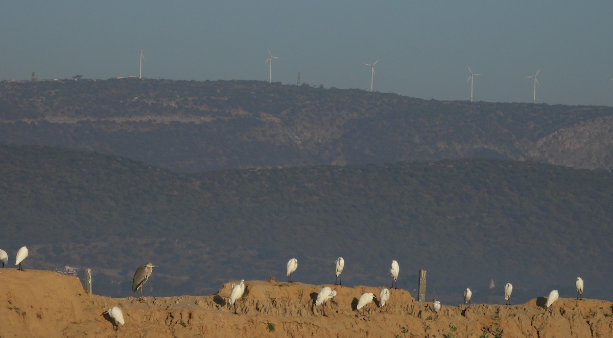 Great Egret - ML646962183
