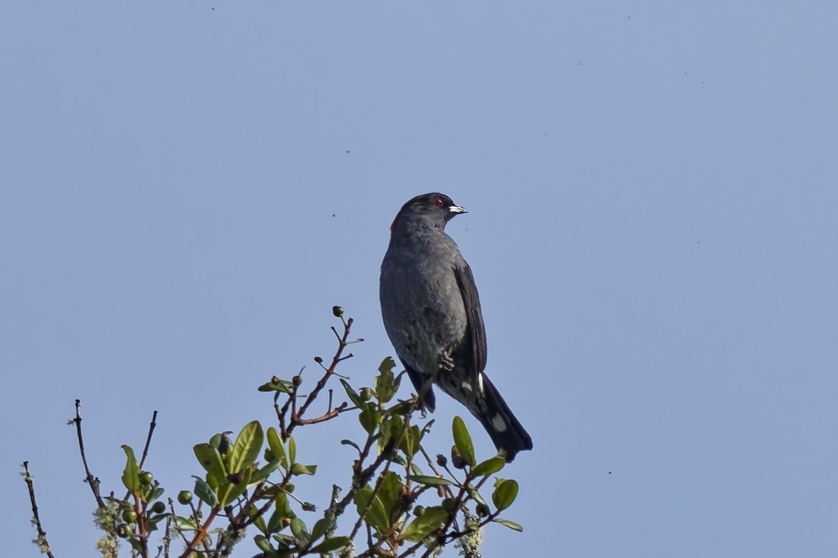 Red-crested Cotinga - ML646962184