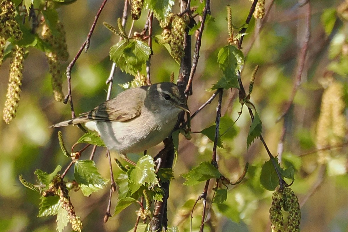 Willow Warbler - ML646962185