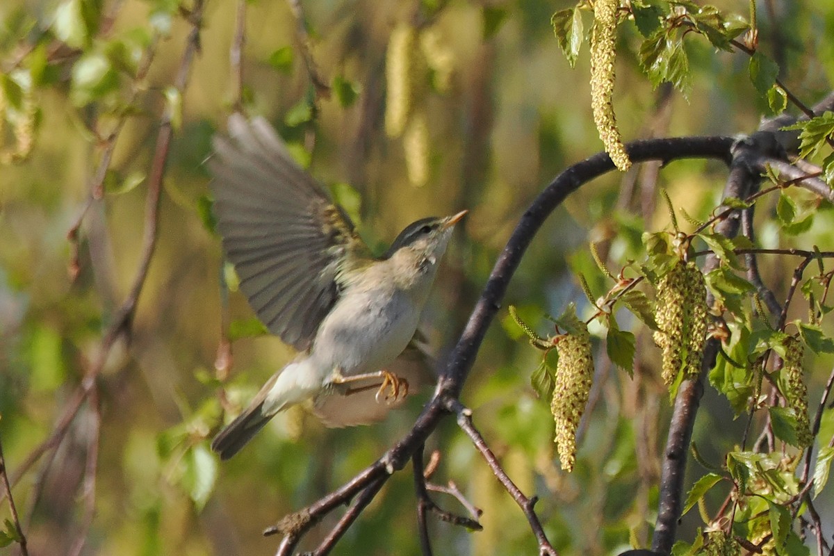 Willow Warbler - ML646962186