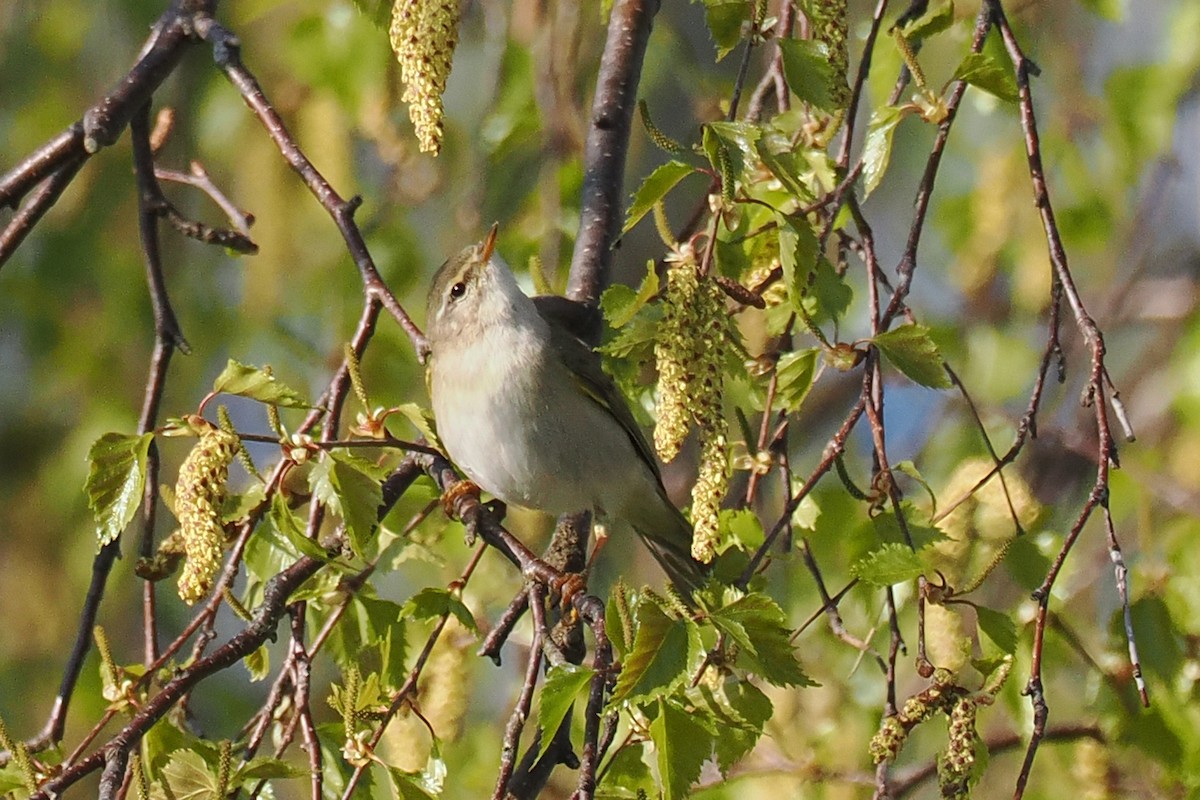 Willow Warbler - ML646962188