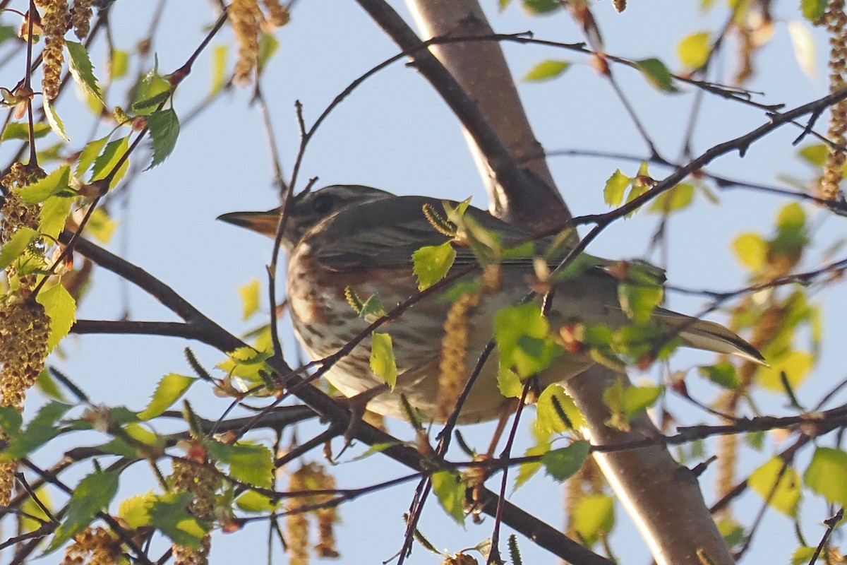 Redwing - ML646962189