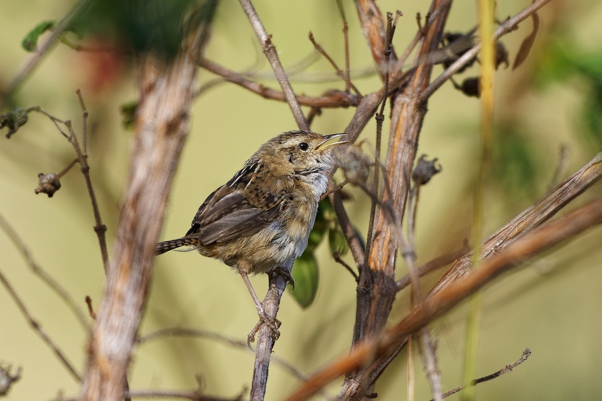 Grass Wren - ML646962192