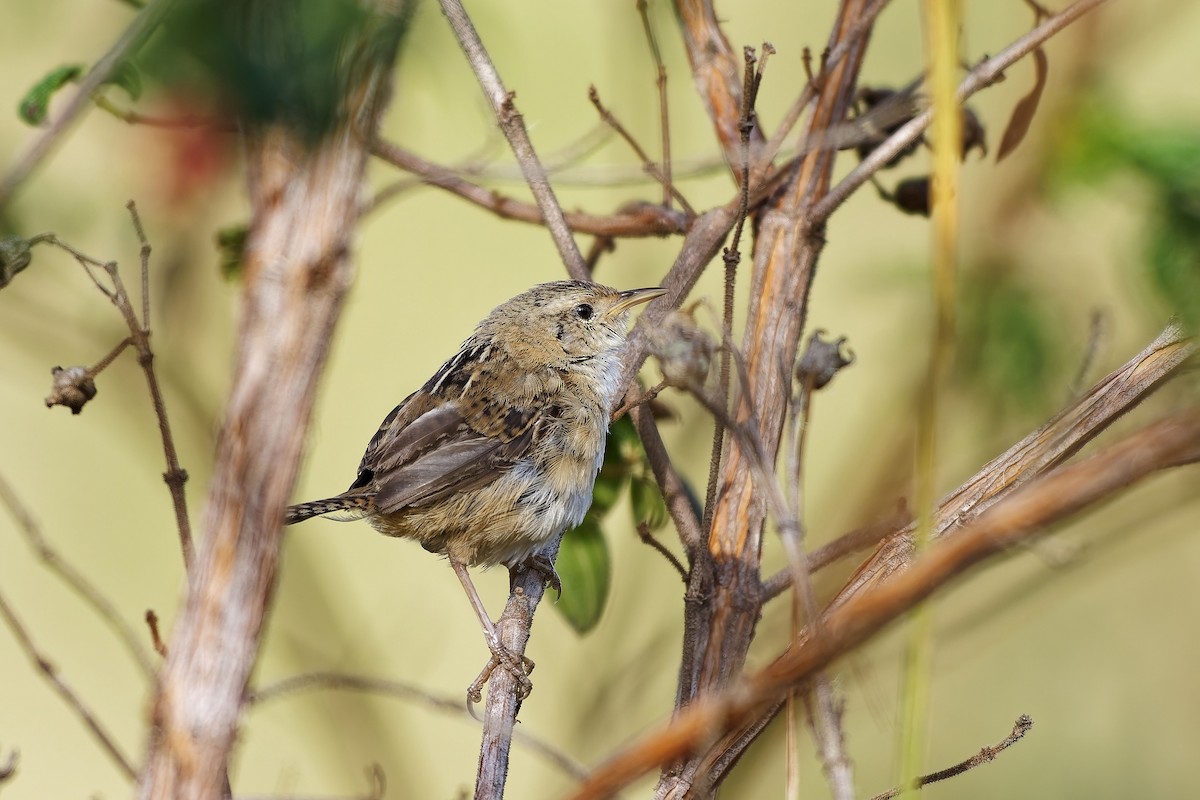 Grass Wren - ML646962193