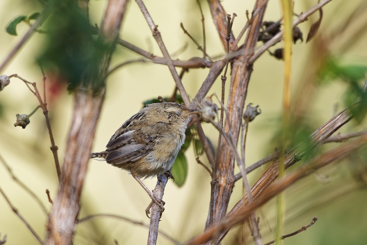 Травяной крапивник - ML646962194