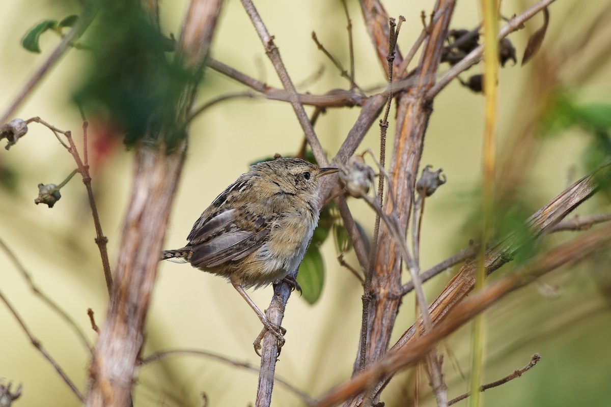 Травяной крапивник - ML646962195