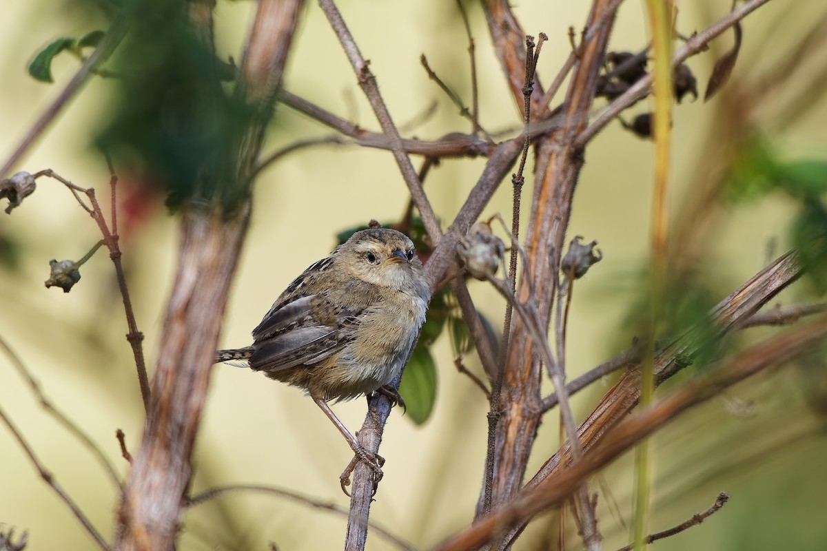 Травяной крапивник - ML646962196