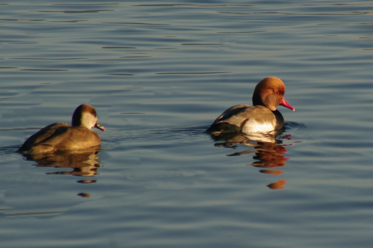 Macar Ördeği - ML646962197