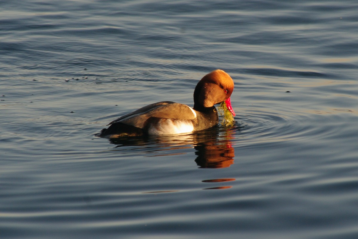 Macar Ördeği - ML646962198