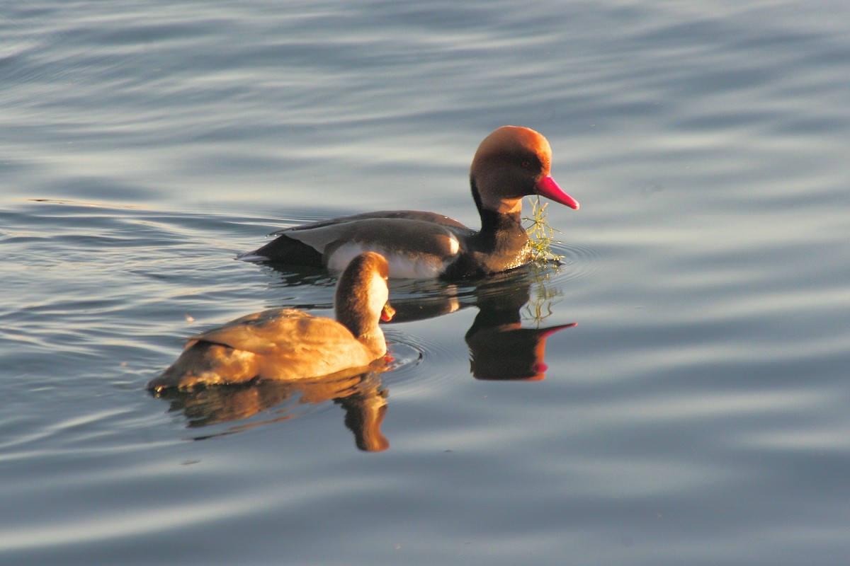 Macar Ördeği - ML646962199