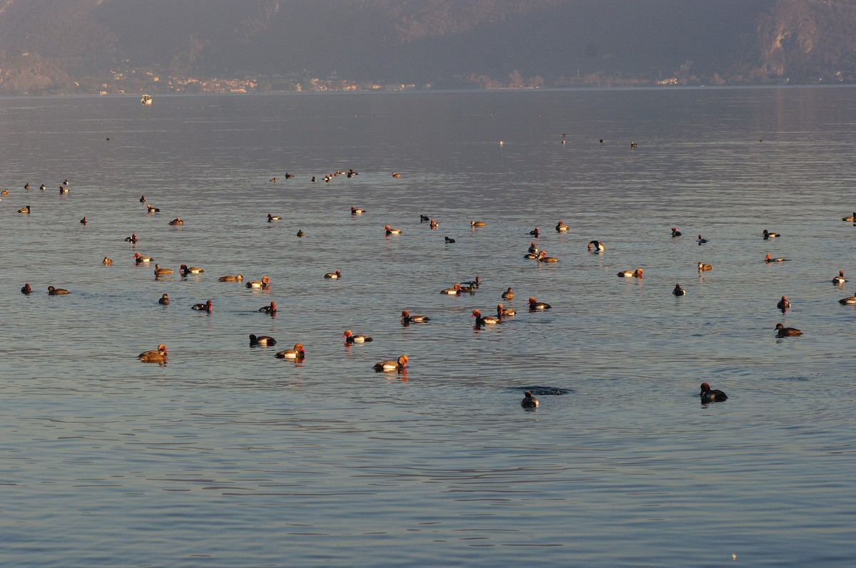 Macar Ördeği - ML646962200