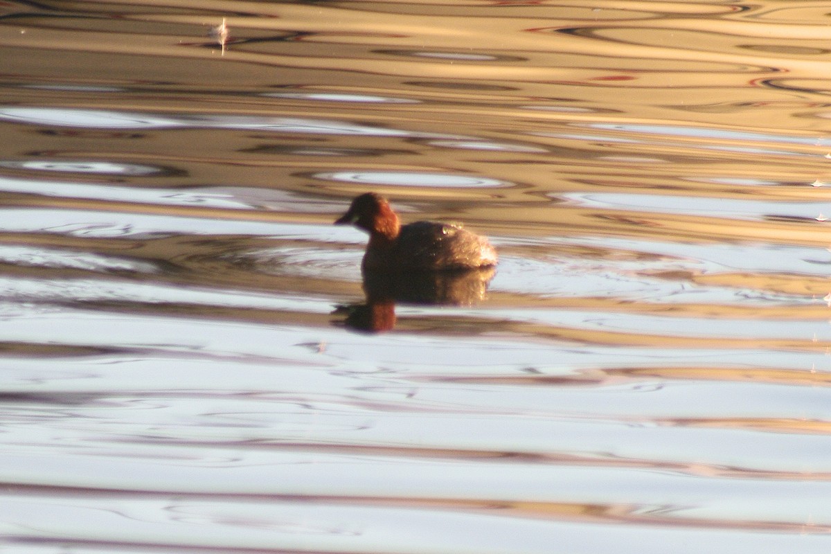 Küçük Batağan - ML646962209