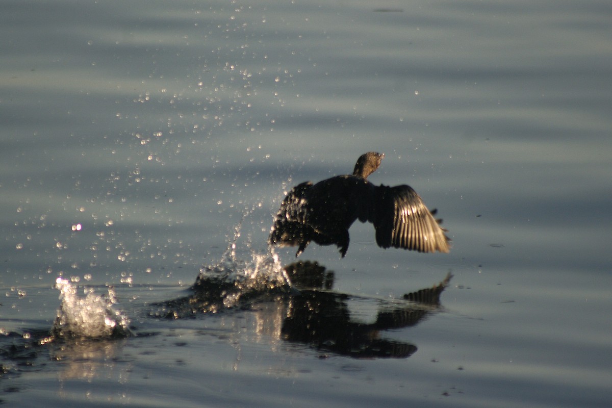 Küçük Karabatak - ML646962210