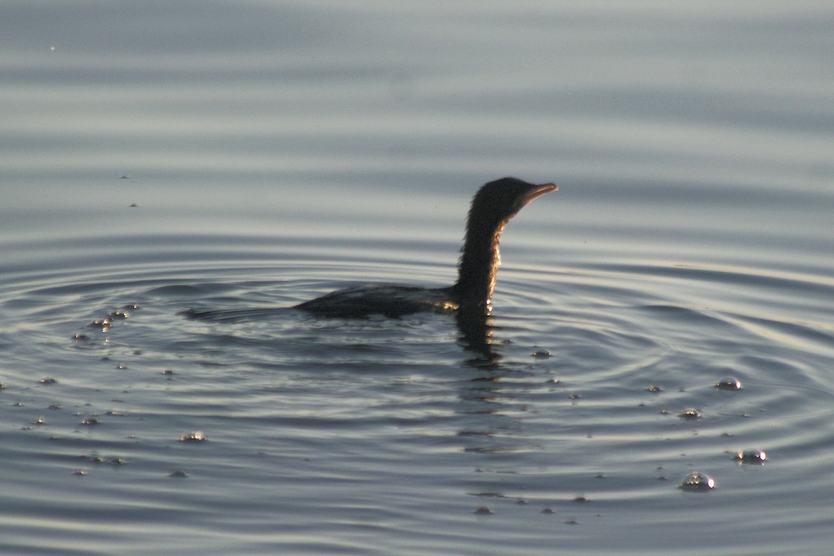 Küçük Karabatak - ML646962211