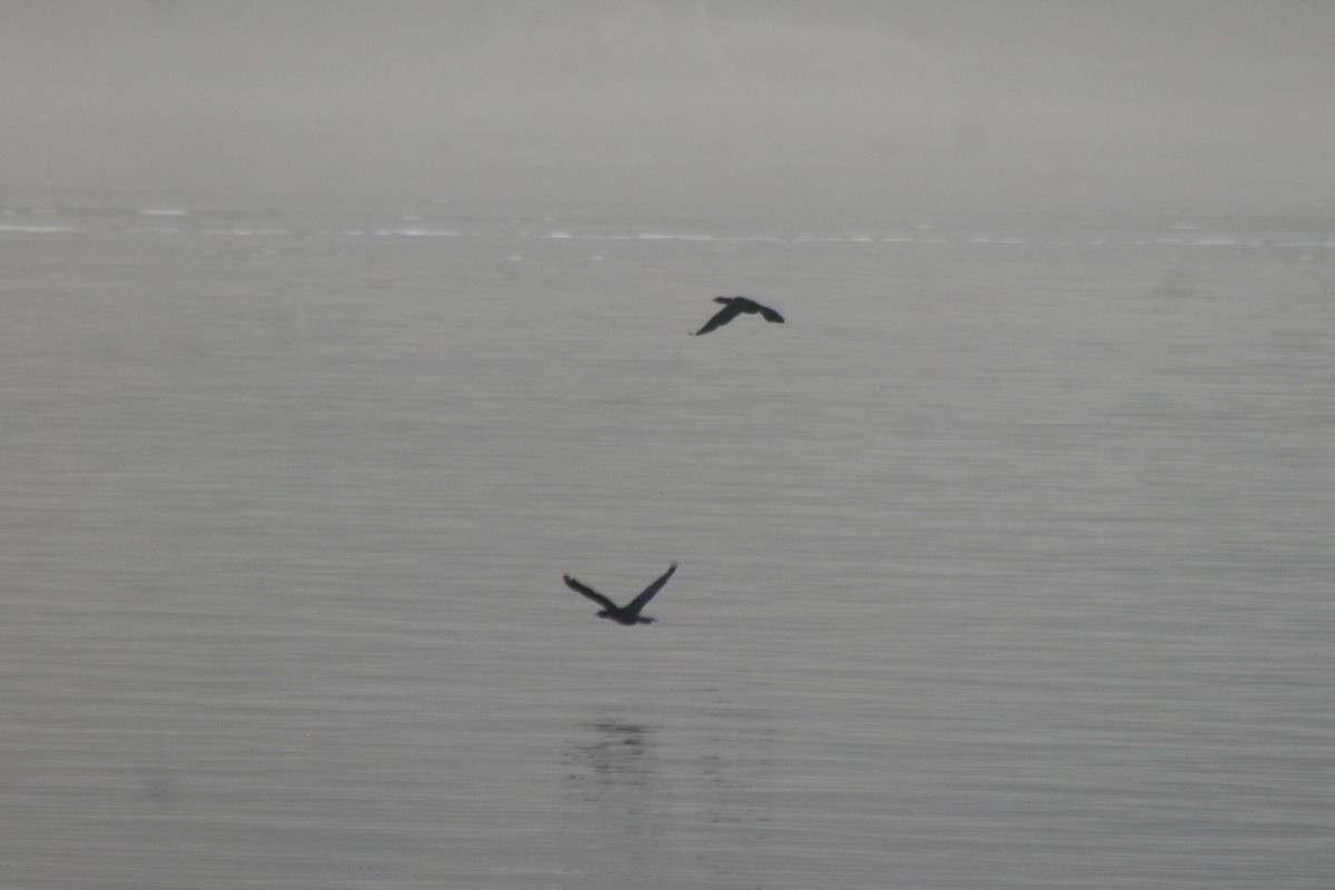 Küçük Karabatak - ML646962212