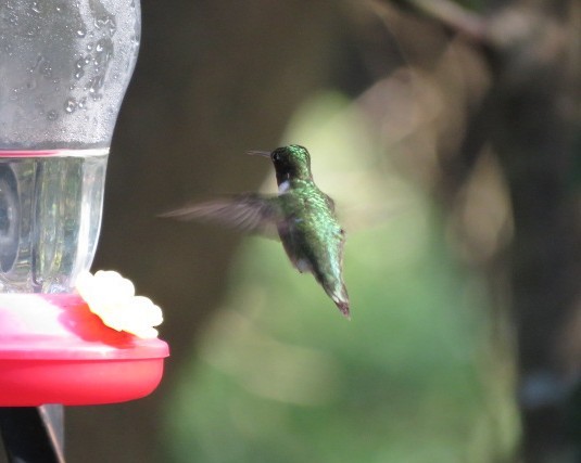 Рубиновогорлый колибри - ML646962214