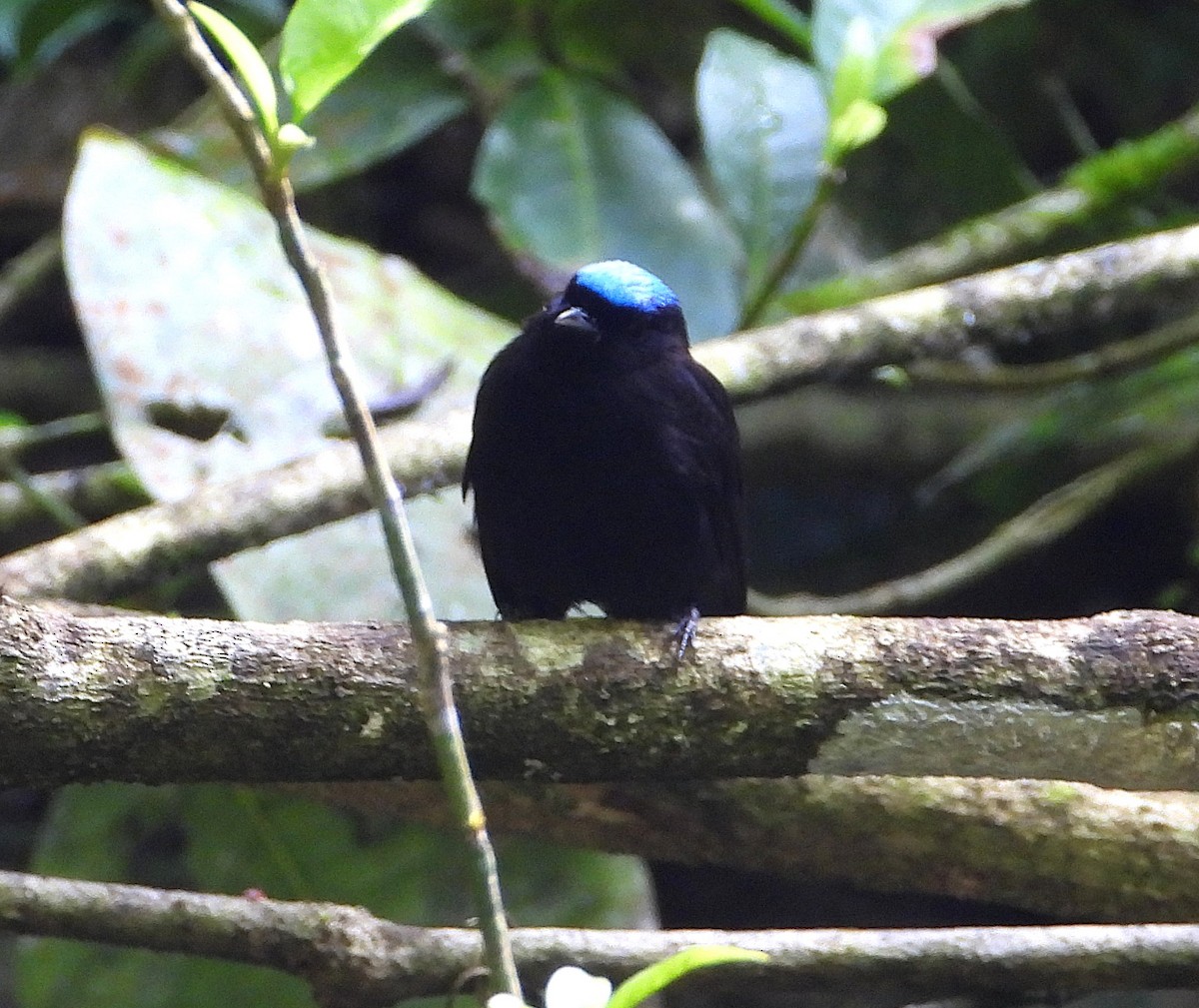 Velvety Manakin - ML646962215