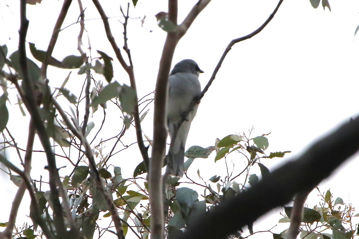 White-bellied Cuckooshrike - ML646962216