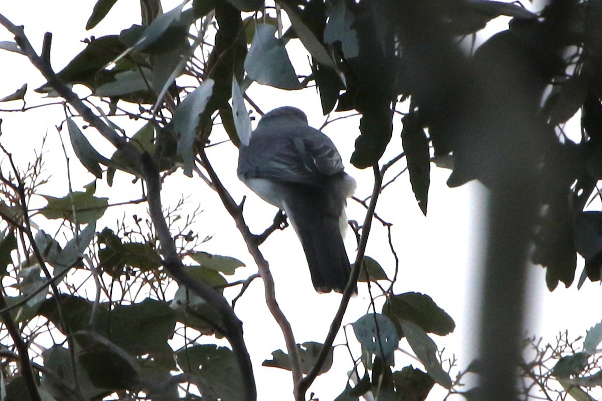 White-bellied Cuckooshrike - ML646962217