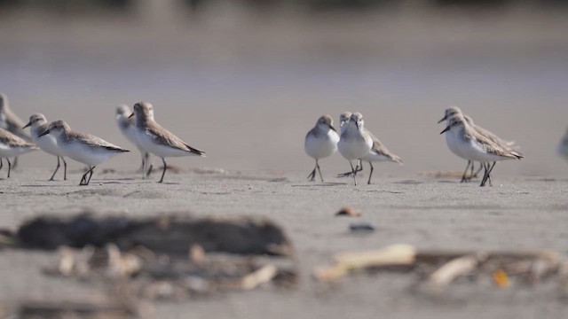 Bécasseau semipalmé - ML646962218