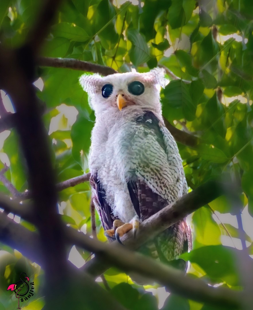 Barred Eagle-Owl - ML646962219