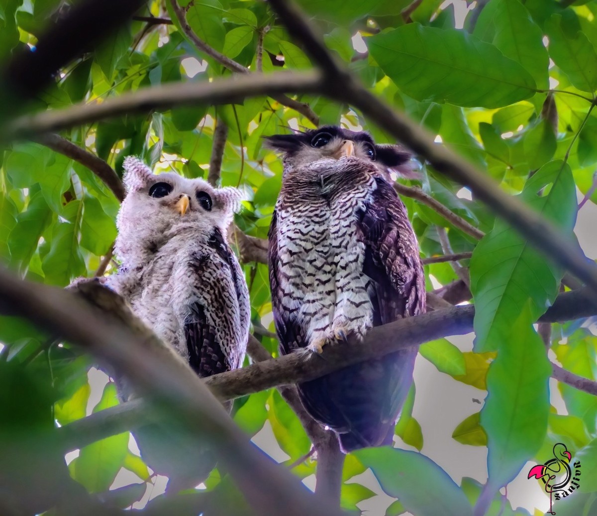 Barred Eagle-Owl - ML646962220