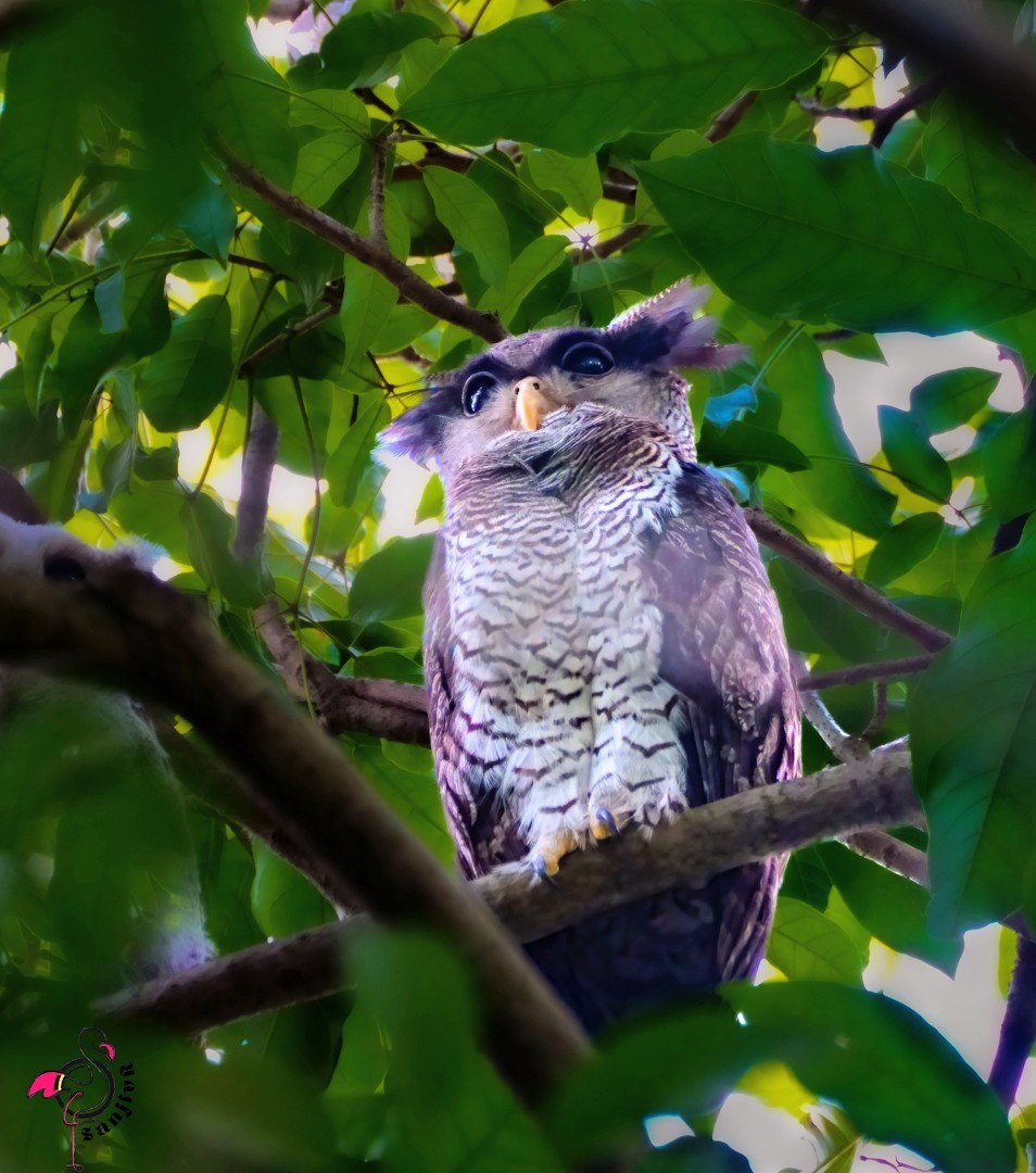 Barred Eagle-Owl - ML646962221