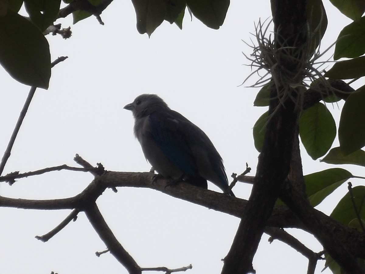 Blue-gray Tanager (Blue-gray) - ML646962222