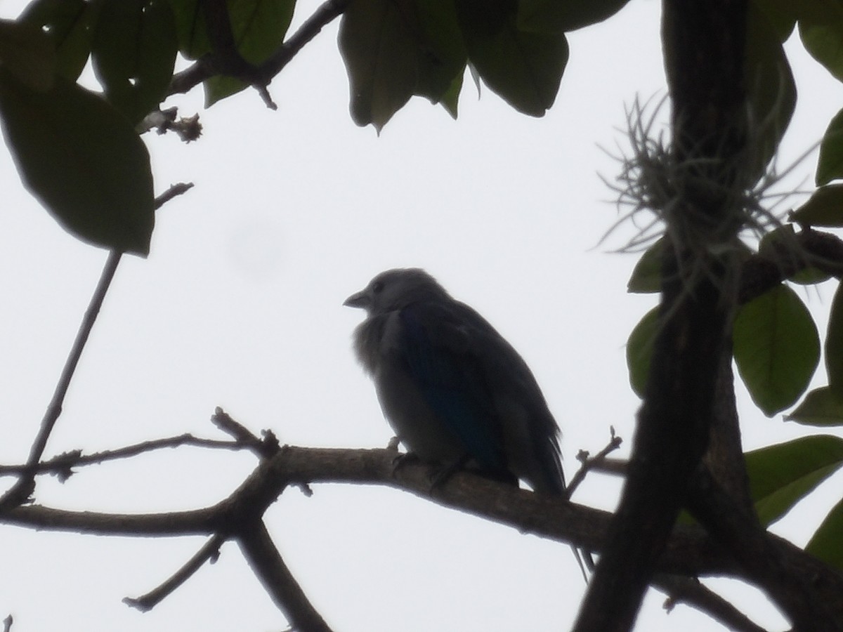 Blue-gray Tanager (Blue-gray) - ML646962223