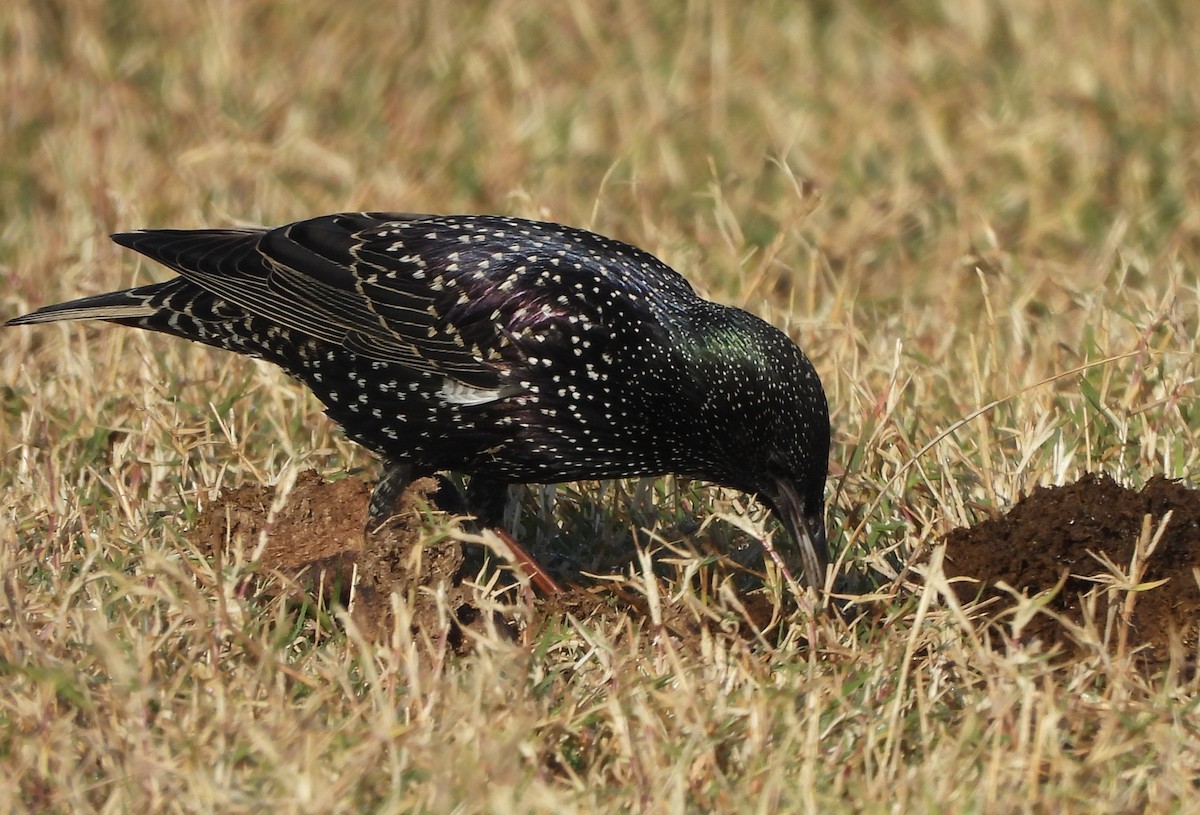 European Starling - ML646962224