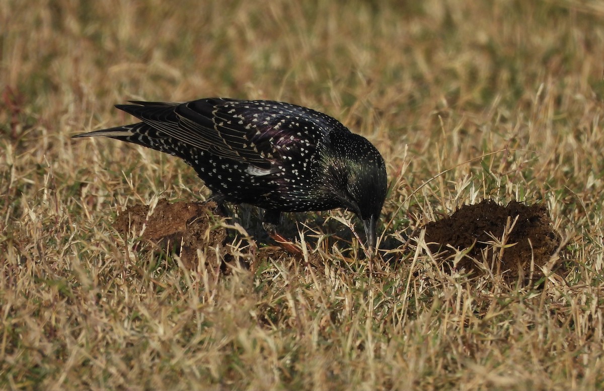 European Starling - ML646962225