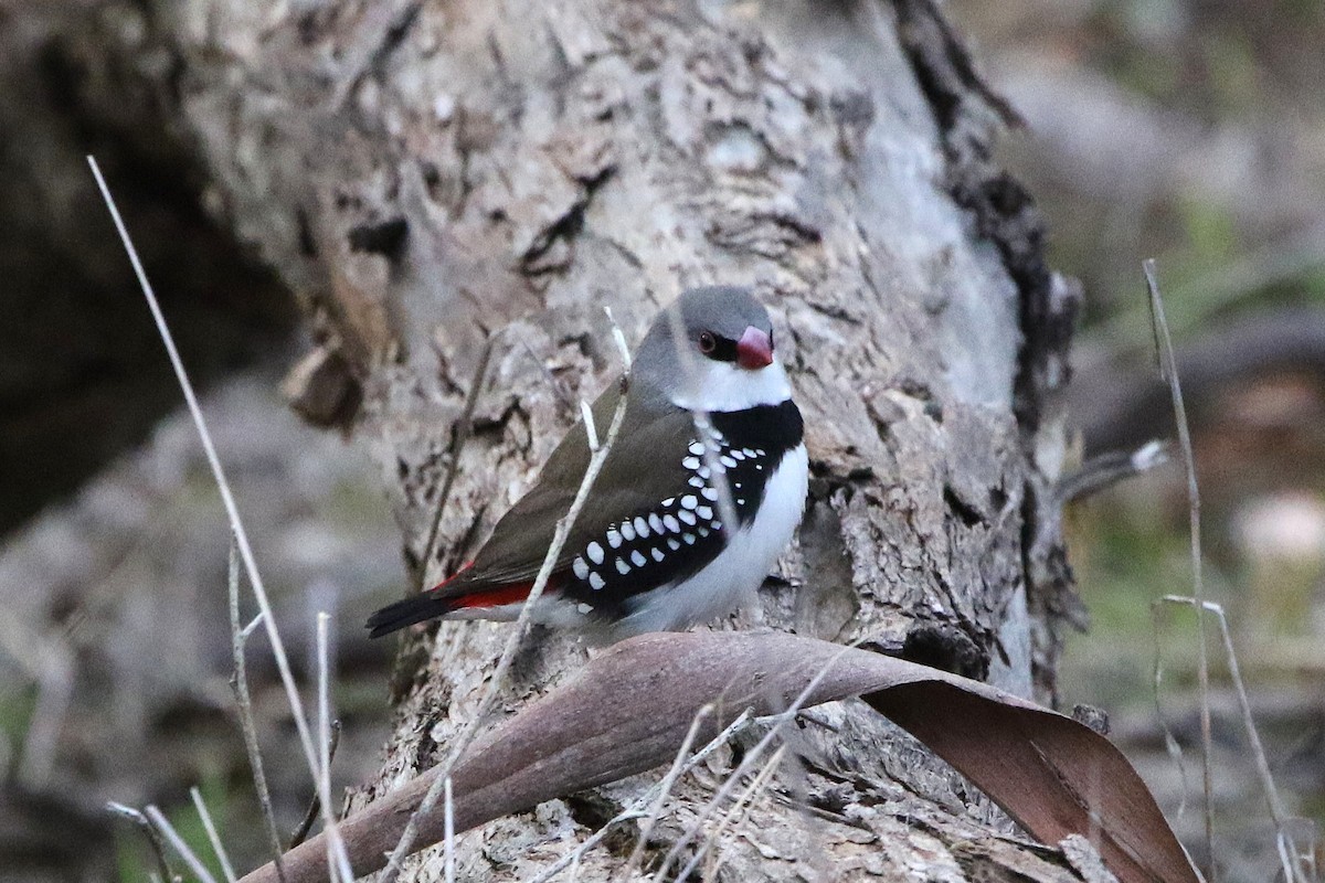 Diamond Firetail - ML646962226