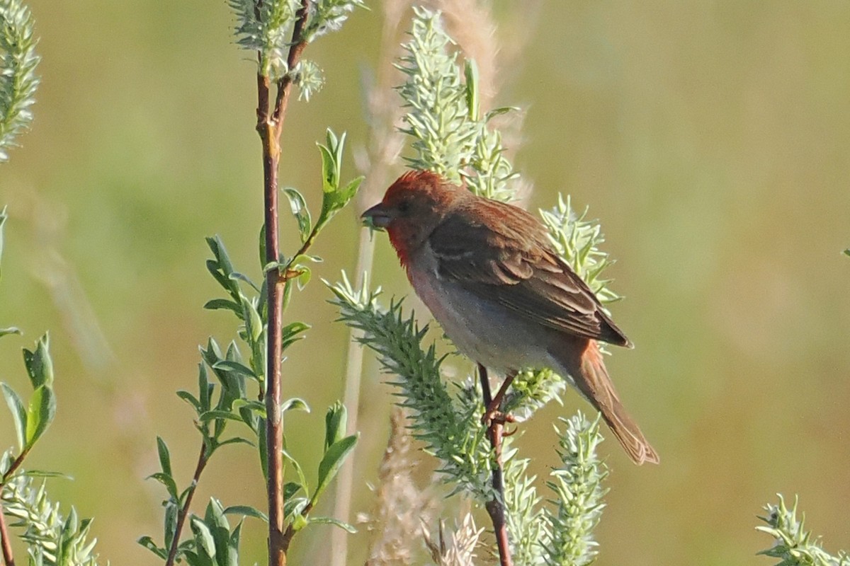 Common Rosefinch - ML646962227